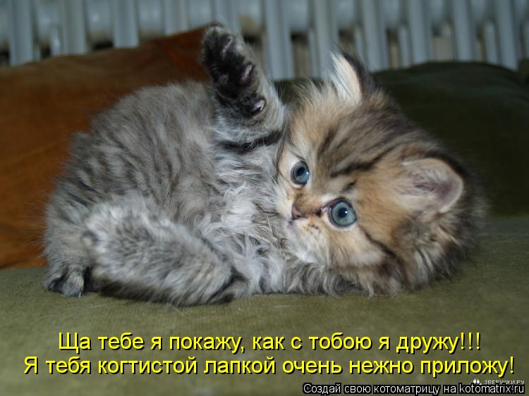 Я тебя когтистой лапкой очень нежно приложу! Ща тебе я покажу, как с тобою я дружу!!!... Котоматрица: Я тебя когтистой лапкой очень нежно приложу! Ща тебе я покажу, как с тобою я дружу!!!