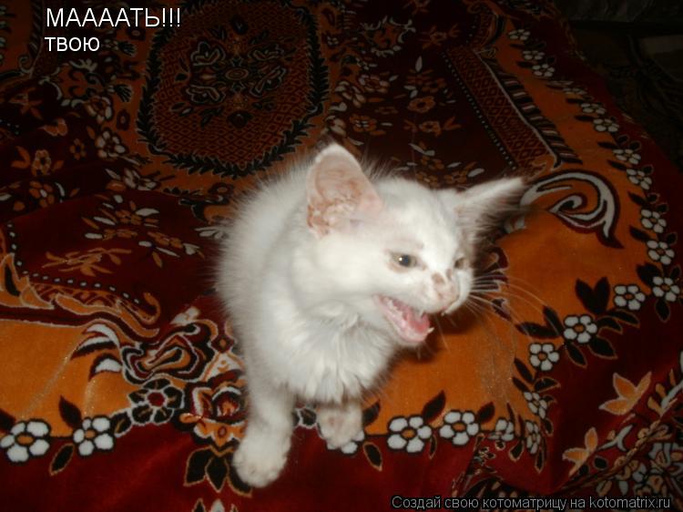 МААААТЬ!!! твою... Котоматрица: МААААТЬ!!! твою