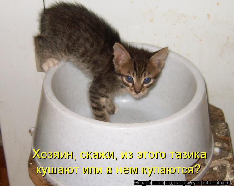 Хозяин, скажи, из этого тазика кушают или в нем купаются?... Котоматрица: Хозяин, скажи, из этого тазика кушают или в нем купаются?