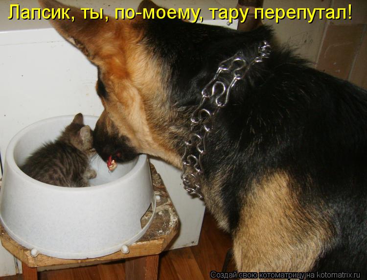 Лапсик, ты, по-моему, тару перепутал!... Котоматрица: Лапсик, ты, по-моему, тару перепутал!
