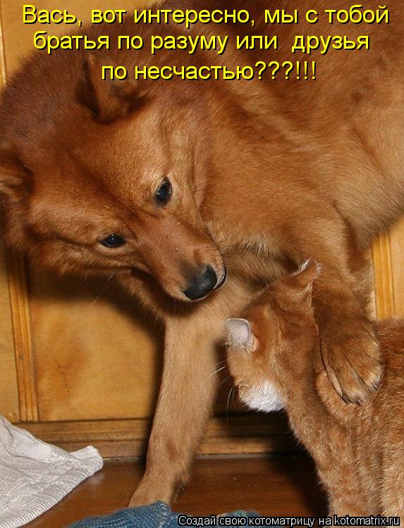 Вась, вот интересно, мы с тобой братья по разуму или друзья по несчастью???!!!... Котоматрица: Вась, вот интересно, мы с тобой братья по разуму или друзья по несчастью???!!!