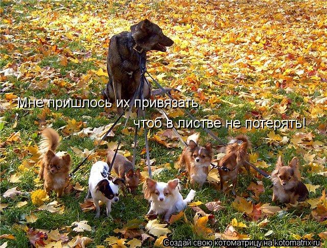 Мне пришлось их привязать, чтоб в листве не потерять!... Котоматрица: Мне пришлось их привязать, чтоб в листве не потерять!