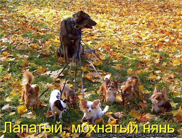 Лапатый, мохнатый нянь... Котоматрица: Лапатый, мохнатый нянь