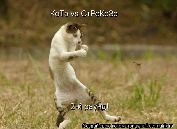 КоТэ vs СтРеКоЗэ 2-й раунд!... Котоматрица: КоТэ vs СтРеКоЗэ 2-й раунд!
