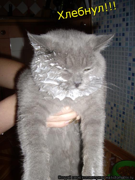 Хлебнул!!!... Котоматрица: Хлебнул!!!