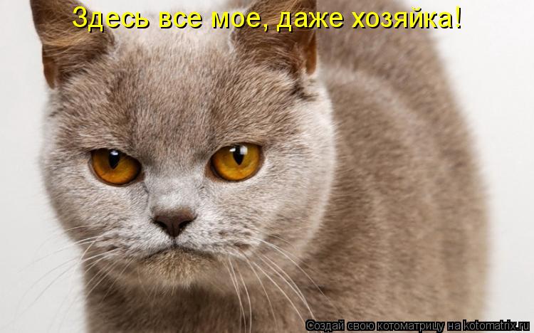 Здесь все мое, даже хозяйка!... Котоматрица: Здесь все мое, даже хозяйка!