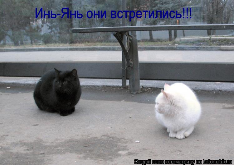 Инь-Янь они встретились!!!... Котоматрица: Инь-Янь они встретились!!!