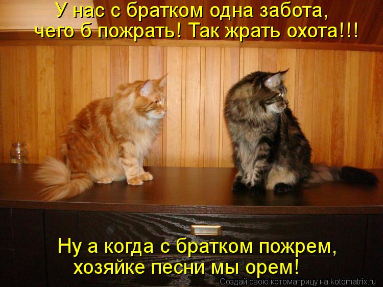 У нас с братком одна забота, чего б пожрать! Так жрать охота!!! Ну а когда с братком пожрем, хозяйке... Котоматрица: У нас с братком одна забота, чего б пожрать! Так жрать охота!!! Ну а когда с братком пожрем, хозяйке песни мы орем!