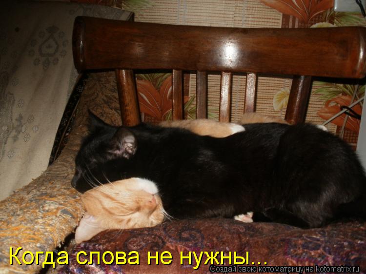 Когда слова не нужны...... Котоматрица: Когда слова не нужны...