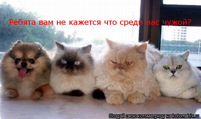 Ребята вам не кажется что среди нас чужой?... Котоматрица: Ребята вам не кажется что среди нас чужой?
