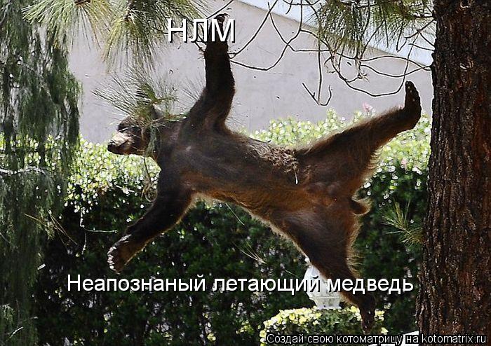 НЛМ Неапознаный летающий медведь... Котоматрица: НЛМ Неапознаный летающий медведь