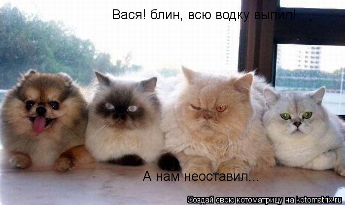 Вася! блин, всю водку выпил! А нам неоставил...... Котоматрица: Вася! блин, всю водку выпил! А нам неоставил...