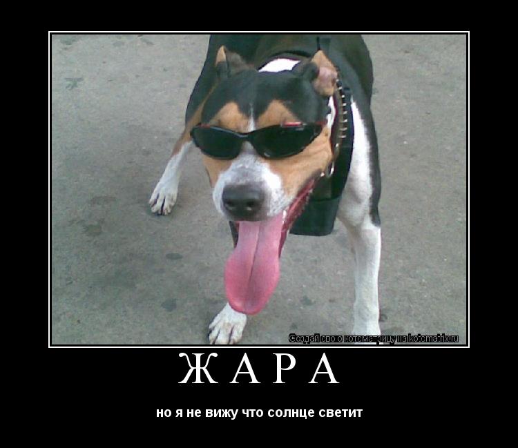 жара но я не вижу что солнце светит... Котоматрица: жара но я не вижу что солнце светит