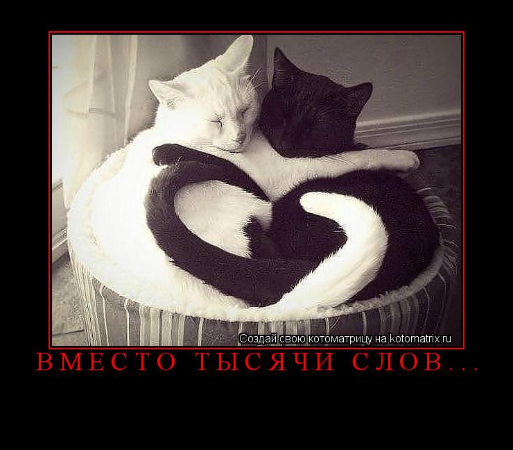 Вместо тысячи слов... ... Котоматрица: Вместо тысячи слов...