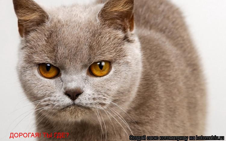 ДОРОГАЯ! ТЫ ГДЕ?... Котоматрица: ДОРОГАЯ! ТЫ ГДЕ?