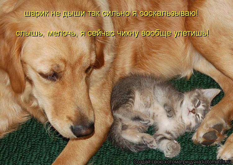 шарик не дыши так сильно я соскальзываю! слышь, мелочь, я сейчас чихну вообще улетишь!... Котоматрица: шарик не дыши так сильно я соскальзываю! слышь, мелочь, я сейчас чихну вообще улетишь!