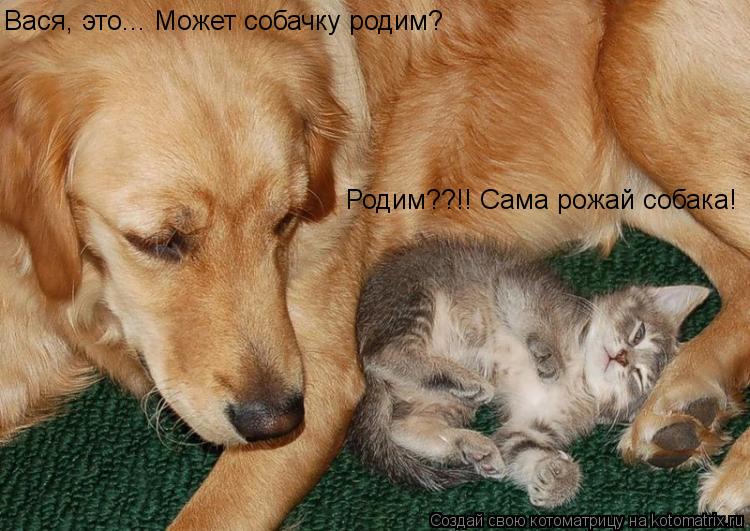 Вася, это... Может собачку родим? Родим??!! Сама рожай собака!... Котоматрица: Вася, это... Может собачку родим? Родим??!! Сама рожай собака!