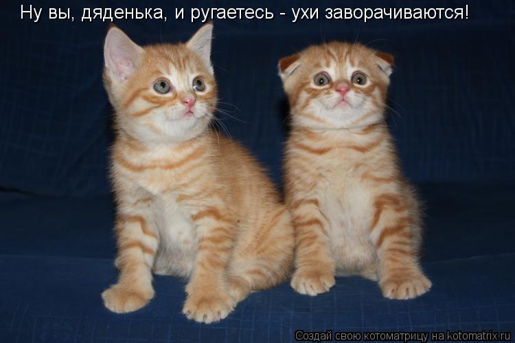 Ну вы, дяденька, и ругаетесь - ухи заворачиваются!... Котоматрица: Ну вы, дяденька, и ругаетесь - ухи заворачиваются!