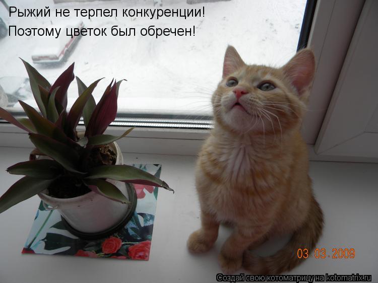 Котоматрица: Рыжий не терпел конкуренции! Поэтому цветок был обречен!