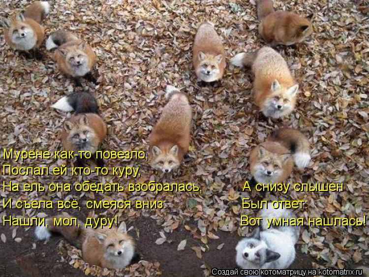 Котоматрица: Мурёне как-то повезло, Послал ей кто-то куру, На ель она обедать взобралась,          А снизу слышен И съела всё, смеяся вниз:                   Был о