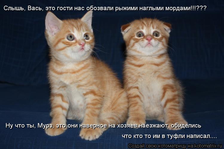 Котоматрица: Ну что ты, Мурз, это они наверное на хозяев наезжают, обиделись Слышь, Вась, это гости нас обозвали рыжими наглыми мордами!!!???  что кто то им в 