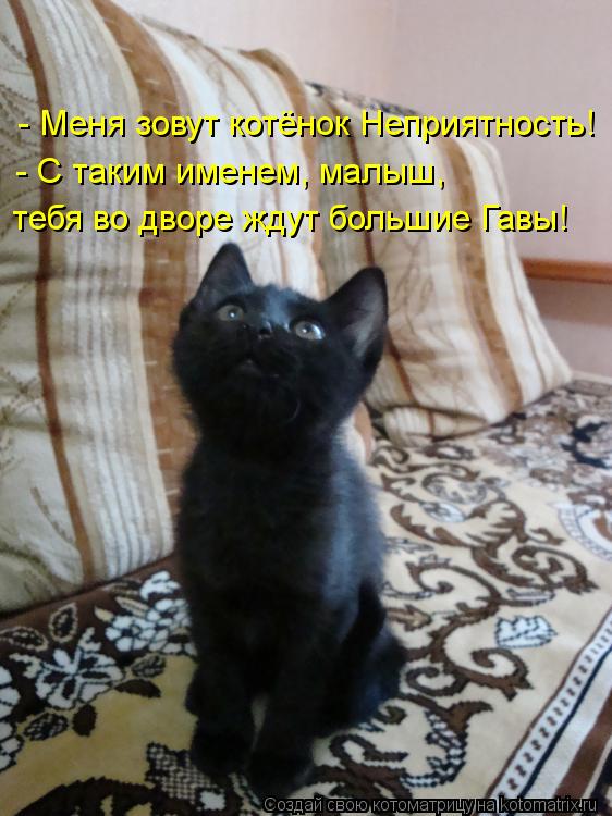 Котоматрица: тебя во дворе ждут большие Гавы!   - С таким именем, малыш,   - Меня зовут котёнок Неприятность!