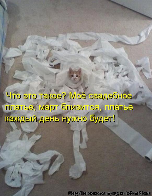 Котоматрица: Что это такое? Моё свадебное платье, март близится, платье каждый день нужно будет!