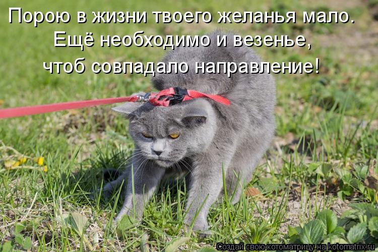 Котоматрица: Порою в жизни твоего желанья мало. Ещё необходимо и везенье, чтоб совпадало направление!