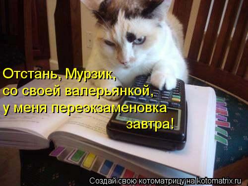 Котоматрица: Отстань, Мурзик, со своей валерьянкой, у меня переэкзаменовка завтра!