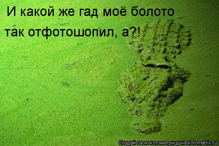 Котоматрица: И какой же гад моё болото так отфотошопил, а?!
