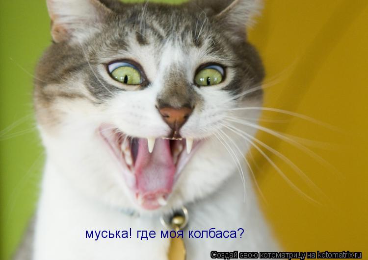 Котоматрица: муська! где моя колбаса?