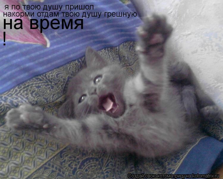 Котоматрица: я по твою душу пришол накорми отдам твою душу грешную на время !