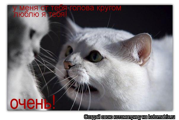 Котоматрица: у меня от тебя голова кругом  люблю я тебя! очень!