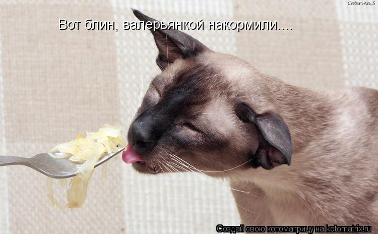 Котоматрица: Вот блин, валерьянкой накормили....