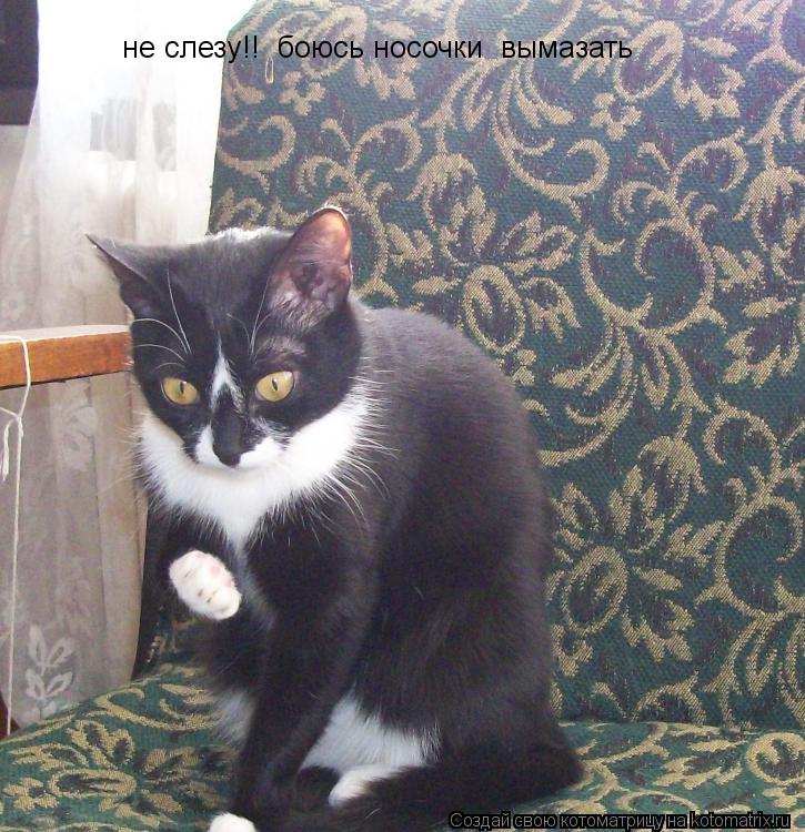 Котоматрица: не слезу!!  боюсь носочки  вымазать