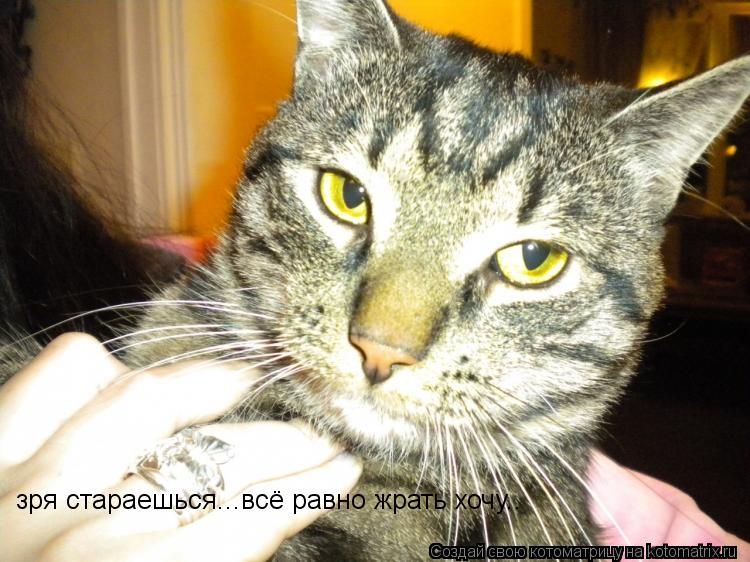 зря стараешься...всё равно жрать хочу..... Котоматрица: зря стараешься...всё равно жрать хочу..