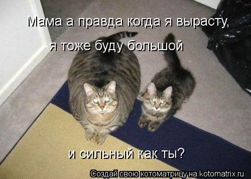 Мама а правда когда я вырасту, я тоже буду большой и сильный как ты?... Котоматрица: Мама а правда когда я вырасту, я тоже буду большой и сильный как ты?
