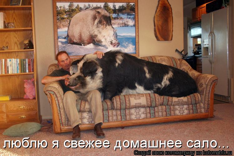 люблю я свежее домашнее сало...... Котоматрица: люблю я свежее домашнее сало...