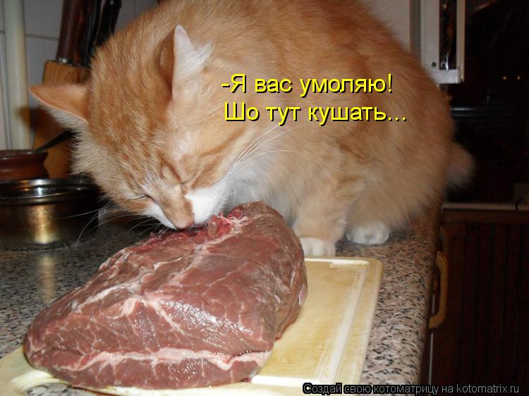 Котоматрица: -Я вас умоляю!  Шо тут кушать...