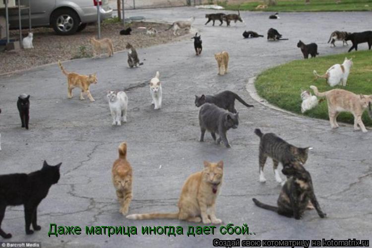 Даже матрица иногда дает сбой..... Котоматрица: Даже матрица иногда дает сбой..