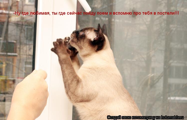 -Ну где любимая, ты где сейчас пойду поем и вспомню про тебя в постели!!!... Котоматрица: -Ну где любимая, ты где сейчас пойду поем и вспомню про тебя в постели!!!