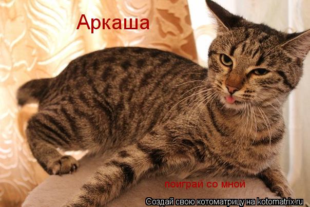Котоматрица: Аркаша поиграй со мной