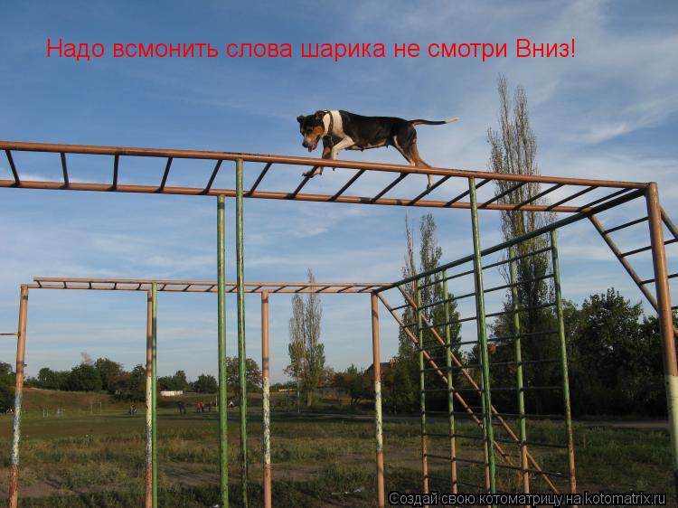Котоматрица: Надо всмонить слова шарика не смотри Вниз!