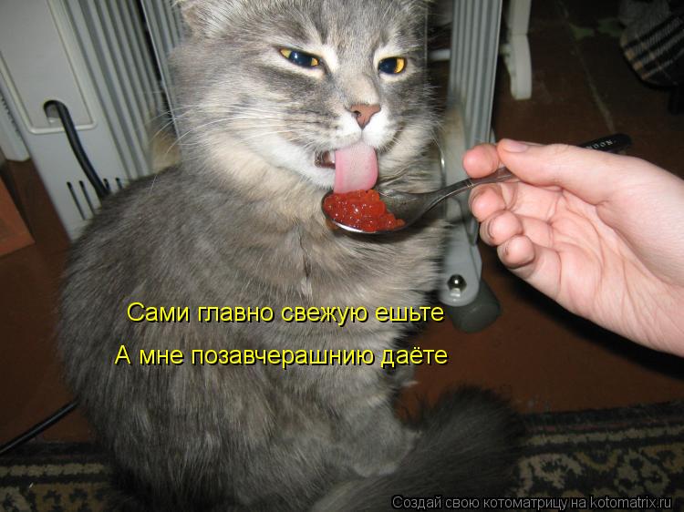 Котоматрица: Сами главно свежую ешьте  А мне позавчерашнию даёте