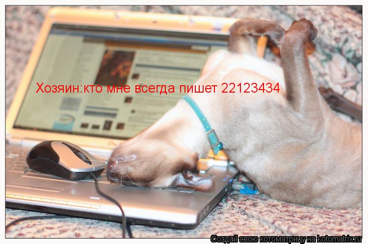 Котоматрица: Хозяин:кто мне всегда пишет 22123434