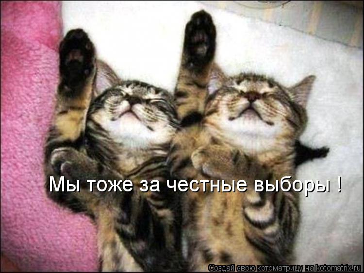 Котоматрица: Мы тоже за честные выборы !