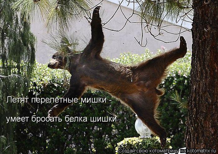 Летят перелётные мишки - умеет бросать белка шишки... Котоматрица: Летят перелётные мишки - умеет бросать белка шишки