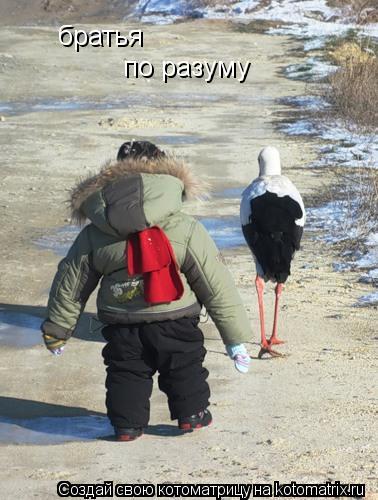 Котоматрица: братья братья по разуму
