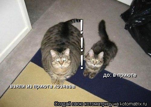Котоматрица: ! ! ! взяли из приюта хозяева до: в приюте