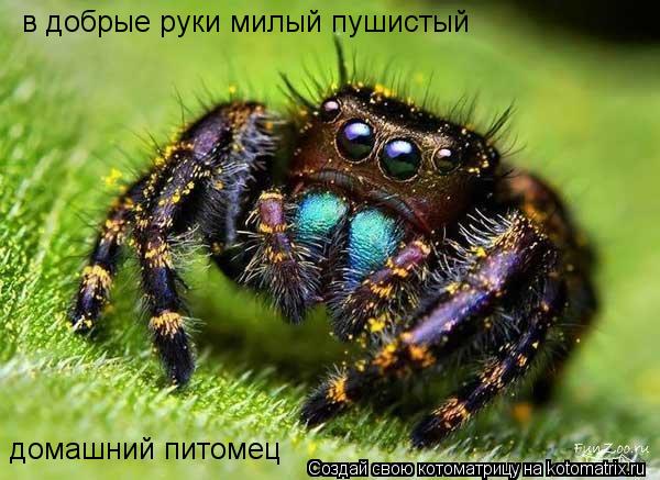 Котоматрица: в добрые руки милый пушистый  домашний питомец